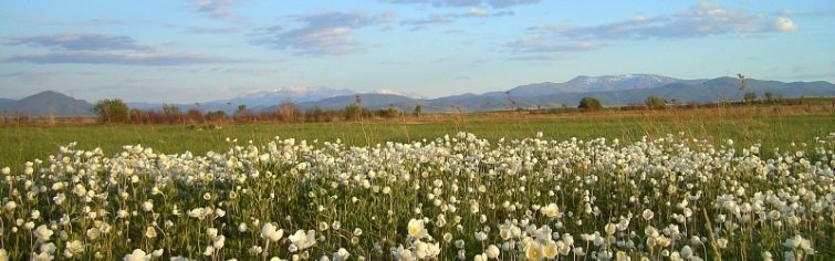 Природа родного края
